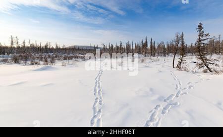 Panorama eines Winterwaldes mit Spuren im Schnee. Südjakutien, Russland Stockfoto