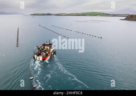 Bantry, West Cork, Irland. 24th Januar 2021. Das in Bantry ansässige kommerzielle Fischerboot 'Muirean' fischt heute Morgen auf Muschelfarmen in Bantry Bay Muscheln, mit Whiddy Island im Hintergrund. Die gefangenen Muscheln werden in europäische Länder exportiert, darunter Frankreich und Spanien. Quelle: AG News/Alamy Live News Stockfoto