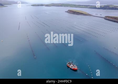 Bantry, West Cork, Irland. 24th Januar 2021. Das in Bantry ansässige kommerzielle Fischerboot 'Muirean' fischt heute Morgen auf Muschelfarmen in Bantry Bay Muscheln, mit Whiddy Island im Hintergrund. Die gefangenen Muscheln werden in europäische Länder exportiert, darunter Frankreich und Spanien. Quelle: AG News/Alamy Live News Stockfoto