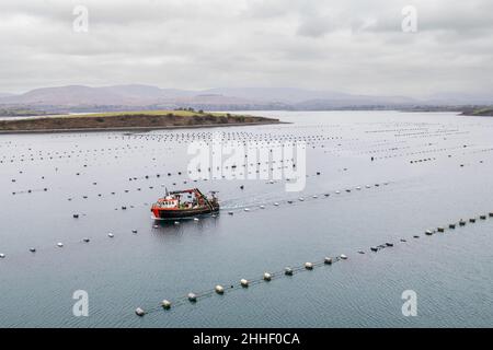 Bantry, West Cork, Irland. 24th Januar 2021. Das in Bantry ansässige kommerzielle Fischerboot „Muirean“ fischt heute Morgen auf Muschelfarmen in Bantry Bay nach Muscheln. Die gefangenen Muscheln werden in europäische Länder exportiert, darunter Frankreich und Spanien. Quelle: AG News/Alamy Live News Stockfoto