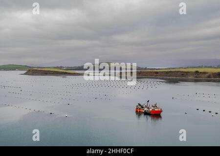 Bantry, West Cork, Irland. 24th Januar 2021. Das in Bantry ansässige kommerzielle Fischerboot 'Muirean' fischt heute Morgen auf Muschelfarmen in Bantry Bay Muscheln, mit Whiddy Island im Hintergrund. Die gefangenen Muscheln werden in europäische Länder exportiert, darunter Frankreich und Spanien. Quelle: AG News/Alamy Live News Stockfoto