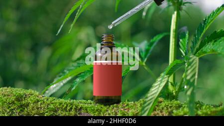 Cannabiskraut und Blätter für die Behandlung Brühe