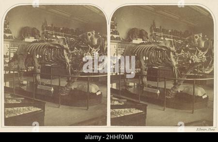 The Megatherium, British Museum 1850s Roger Fenton British. The Megatherium, British Museum 271658 Stockfoto