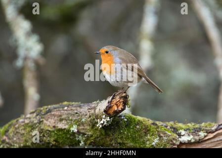 Robin (Erithacus Rubecula) Stockfoto