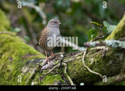 Dunnock (Phasianus colchicus) Stockfoto