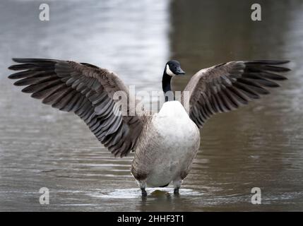 Kanadische Gans breitet seine Flügel aus Stockfoto