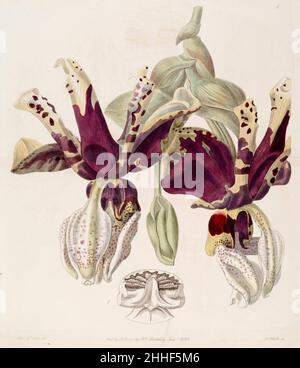 Stanhopea tigrina -Edwards vol. 25 pl. 1 (1839). Stockfoto