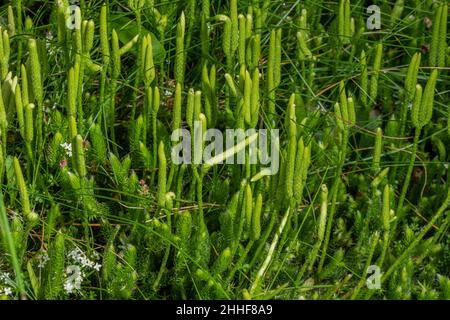 Hirschhorn-Kumpelmoos, Lycopodium clavatum mit Fruchtkörpern. Upland. Stockfoto