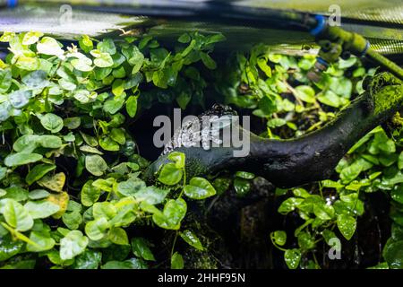 rana arboricola dagli occhi dorati - TRACHYCEPHALUS RESINIFICTRIX Stockfoto