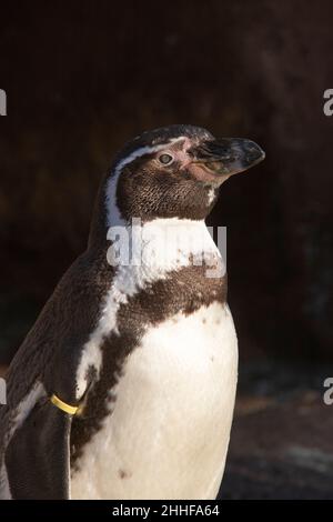 Humboldt-Pinguin Spheniscus humboldti Stockfoto
