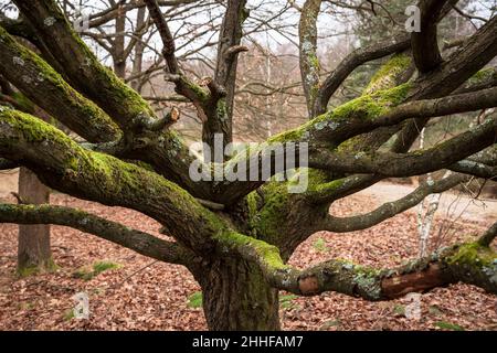 Moosbedeckte Eiche im Huehnerbruch in der Wahner Heide, Troisdorf, Nordrhein-Westfalen, Deutschland. Mit Moos bewachsene E Stockfoto