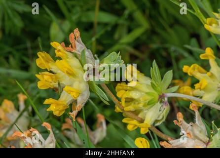 Eine Form von Nierenvetch, Anthyllis vulneraria ssp alpestris in Blüte in den Alpen. Stockfoto