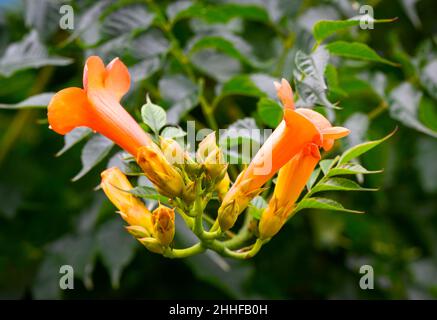 Orange Pipe Vine, (Pyrostegia venusta), in voller Blüte und fotografiert gegen seine eigenen üppigen grünen Blätter Stockfoto
