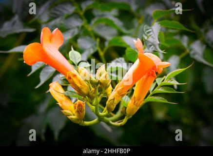 Orange Pipe Vine, (Pyrostegia venusta), in voller Blüte und fotografiert gegen seine eigenen üppigen grünen Blätter Stockfoto