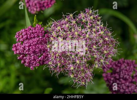 Alp Lovage, Ligusticum mutellina in Blüte auf Almen, Schweiz. Stockfoto