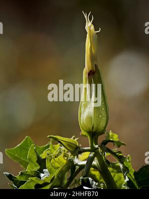 Eine verblassende Blume von Jimsonweed im Spätsommer Stockfoto