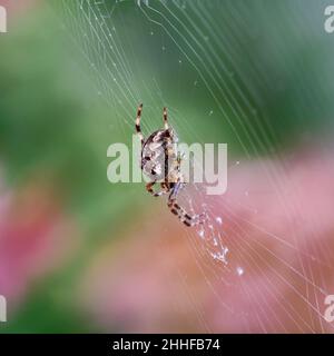 Seitenansicht einer weiblichen europäischen Gartenspinne (Araneus diadematus), die regungslos darauf wartet, dass ihre unvorsichtig Beute in ihrem Netz gefangen wird. Stockfoto