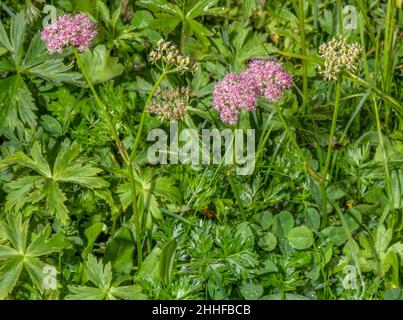 Alp Lovage, Ligusticum mutellina in Blüte auf Almen, Schweiz. Stockfoto