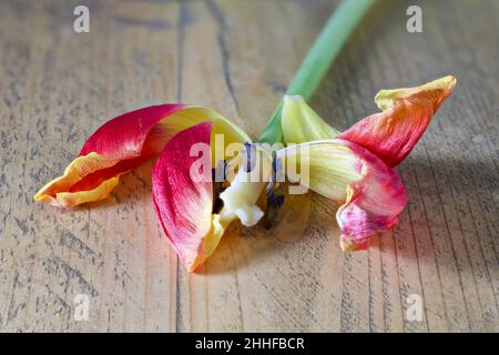 Tote Tulpe mit fehlenden Blütenblättern, die auf einem alten Holzbrett liegt Stockfoto