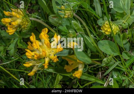 Eine Form von Nierenvetch, Anthyllis vulneraria ssp alpestris in Blüte in den Alpen. Stockfoto