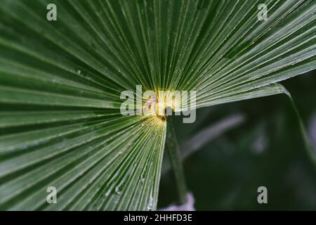 Palme Trachycarpus fortunei mit dunkelgrünen Blättern tagsüber im Park. Nahaufnahme Stockfoto