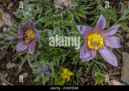 Haller's pasque Blume, Pulsatilla halleri, blüht in den Schweizer Alpen. Stockfoto