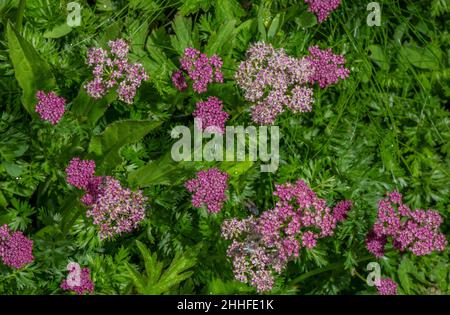 Alpine Lovage, Ligusticum mutellina in Blüte und Blüte, auf Hochalpenweide. Schweizer Alpen. Stockfoto