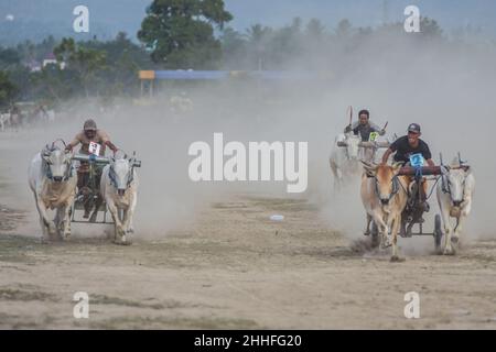 Sigi, Zentral-Sulawesi, Indonesien. 24th Januar 2022. Anwohner spornen ihre Haustierbullen während eines traditionellen Stierrennens (Karapan Sapi) in South Tinggede Village, North Marawola Subdistrip, Sigi Regency, Central Sulawesi an. Nach einem langen Vakuum wurde das traditionelle Rennen wieder von den Menschen in der Umgebung abgehalten. (Bild: © Adi PranataZUMA Press Wire) Stockfoto