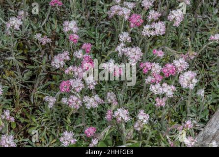 Der ewige Berg, Antennaria dioica, blüht in den Schweizer Alpen. Stockfoto