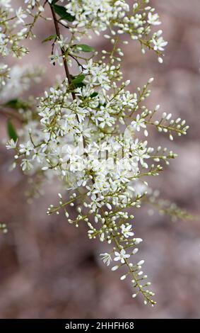 Zart duftende, weiße Blüten des australischen einheimischen Blackthorn, Bursaria spinosa, Familie Pittosporaceae. Endemisch im Osten und Südosten Australiens Stockfoto