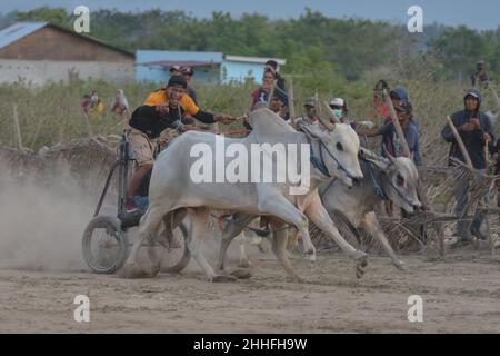 Sigi, Zentral-Sulawesi, Indonesien. 24th Januar 2022. Anwohner spornen ihre Haustierbullen während eines traditionellen Stierrennens (Karapan Sapi) in South Tinggede Village, North Marawola Subdistrip, Sigi Regency, Central Sulawesi an. Nach einem langen Vakuum wurde das traditionelle Rennen wieder von den Menschen in der Umgebung abgehalten. (Bild: © Adi PranataZUMA Press Wire) Stockfoto