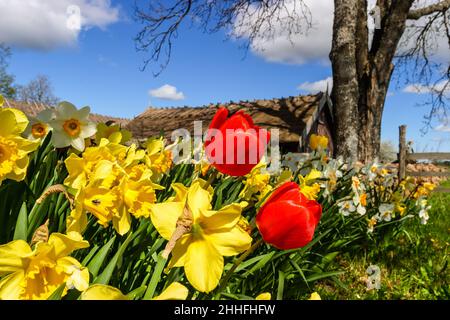 Blühende Narzissen und Tulpen blühen im Frühling im Garten Stockfoto