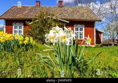 Die Narzissen-Augenblume in einem Garten in einem alten Häuschen Stockfoto