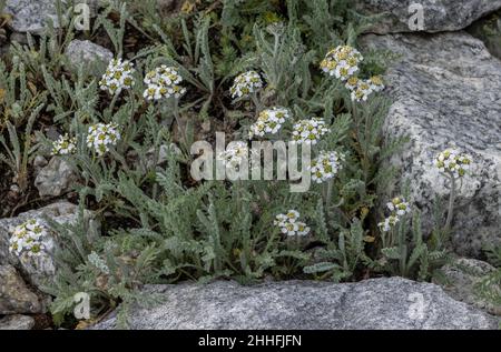 Zwergmilfoil, Achillea nana, blüht in den Schweizer Alpen. Stockfoto