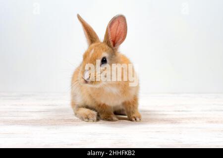 Rothaarkaninchen sitzt auf weißem Hintergrund. Platz für eine Inschrift. Stockfoto