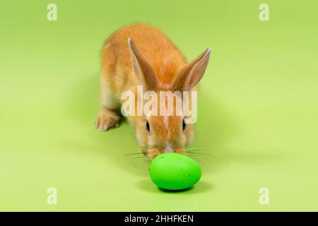 Ein rotes Kaninchen spielt mit einem grünen Ei auf grünem Hintergrund. Platz für eine Inschrift. Osterfeiertagskonzept. Stockfoto