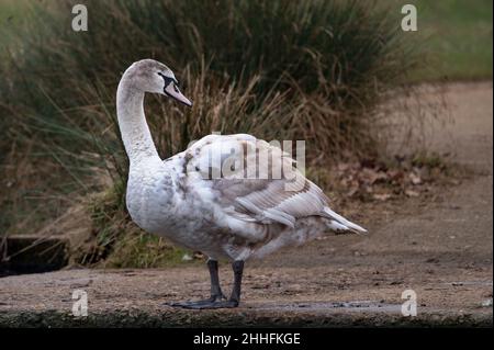 Junger stummender Schwan, der am Rande des Teiches sitzt und dabei beobachtet und lernt Stockfoto