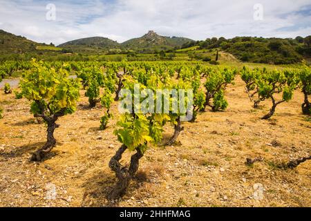 Grüne Reben in der Weinregion Corbière vor dem Schloss Aguilar an einem sonnigen Frühlingstag in Aude, Frankreich Stockfoto