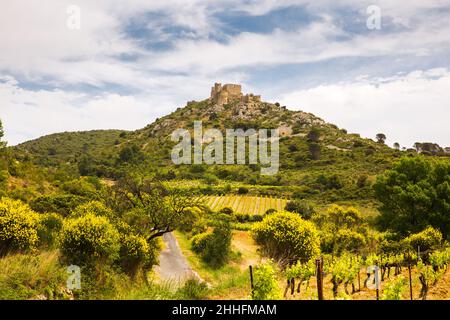 Grüne Reben in der Weinregion Corbière Rollende Landschaft vor dem Schloss Aguilar Cathar in Aude, Frankreich Stockfoto