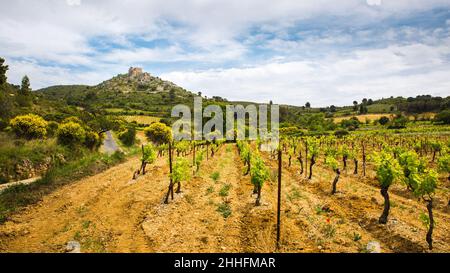 Grüne Reben in der Weinregion Corbière Rollende Landschaft vor dem Schloss Aguilar Cathar in Aude, Frankreich Stockfoto