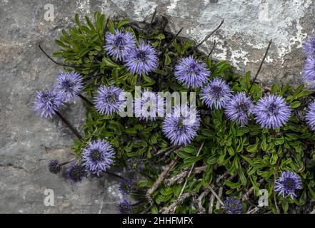 Verfilzte Globularia, Globularia cordifolia in Blüte auf Kalkstein, Schweizer Alpen. Stockfoto