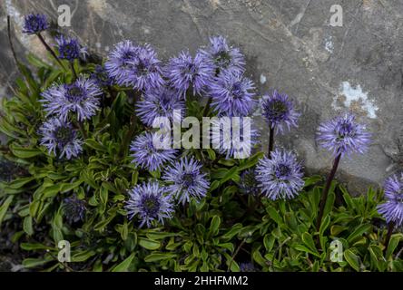 Verfilzte Globularia, Globularia cordifolia in Blüte auf Kalkstein, Schweizer Alpen. Stockfoto