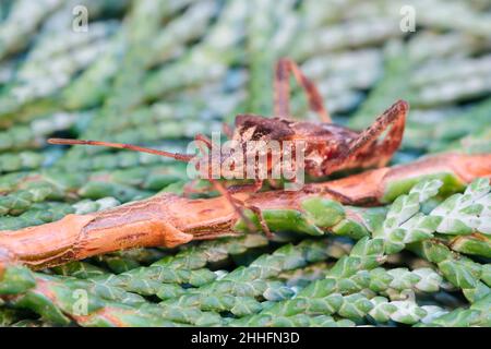 Leptoglossus occidentalis , westlicher Konifersamen-Bug  Norfolk UK Stockfoto