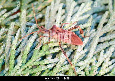 Leptoglossus occidentalis , westlicher Konifersamen-Bug  Norfolk UK Stockfoto