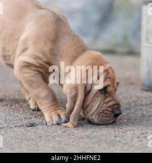 bloodhound Welpe schnüffelt Boden und tritt auf eigenes Ohr Stockfoto