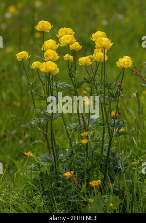 Globeflowers, Trollius europaeus, blühend in feuchtem Berggrasland. Stockfoto