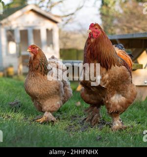 brahma-Henne und Hahn Stockfoto