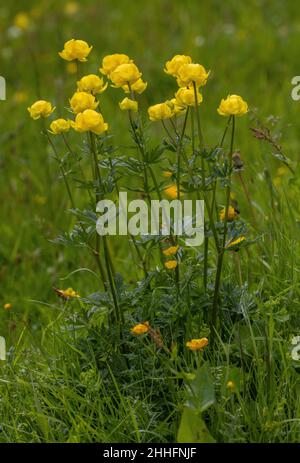 Globeflowers, Trollius europaeus, blühend in feuchtem Berggrasland. Stockfoto