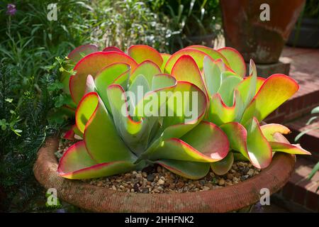 Kalanchoe luciae 'Desert Pink' - Flapjack oder Paddle Plant Stockfoto