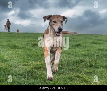 Englischer Foxhound läuft auf die Kamera zu Stockfoto